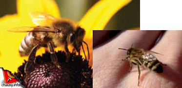 пчёлы в экомузее Пасека