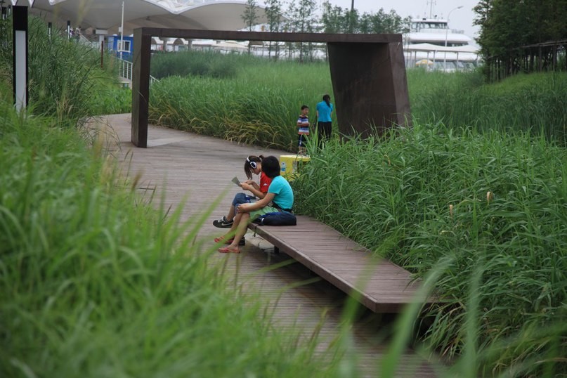 Дикорастущие не кошенные травы в Шанхайском парке (Китай).