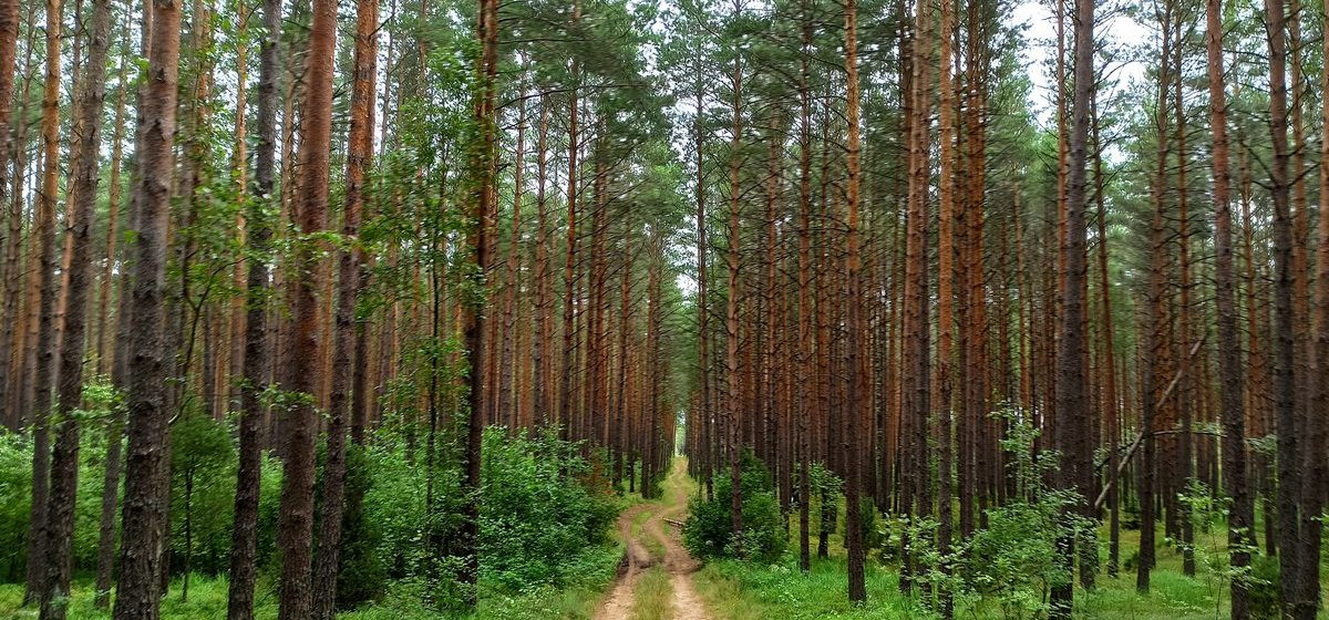 Картинки белорусские леса